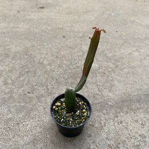Ouvrir l&#39;image dans le diaporama, Euphorbia enterophora
