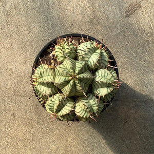 Ouvrir l&#39;image dans le diaporama, Euphorbia pulvinata f. variegata
