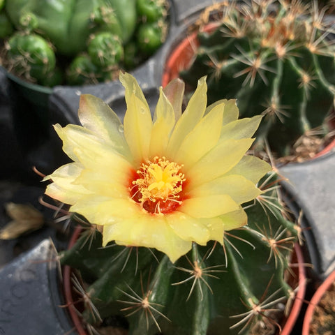 Hamatocactus setispinus 