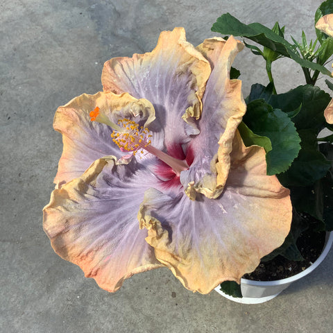 Hibiscus rosa-sinensis 'Creole Lady 