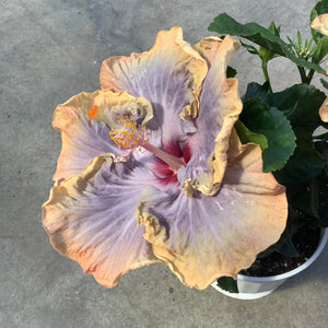 Open image in slideshow, Hibiscus rosa-sinensis 'Creole Lady
