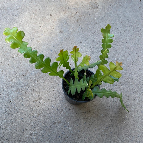 epiphytic succulents Epiphyllum angular | Epiphytic cacti