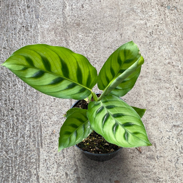 Calathea leopardina – Serres Lavoie