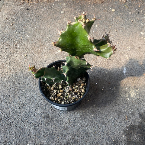 Euphorbia tortillis