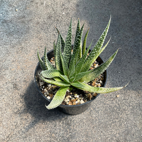Aloe 'Twilight Zone' f. variegata