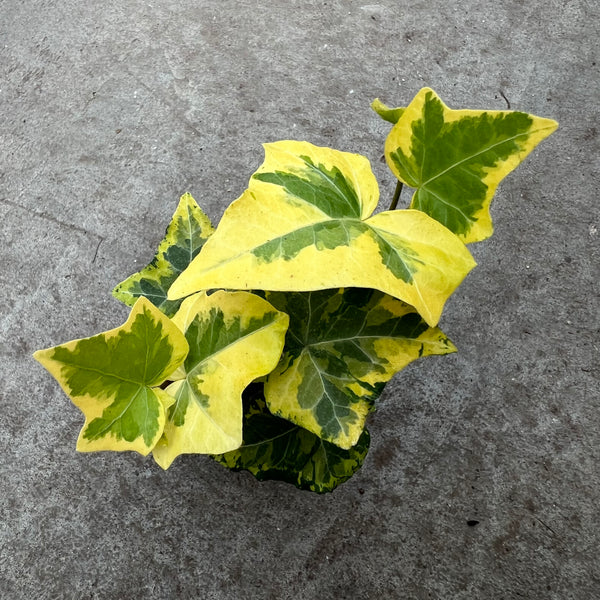 Hedera helix 'Golden Ingot' – Serres Lavoie