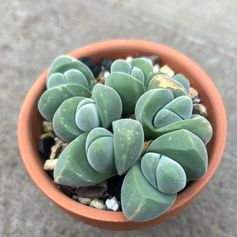 Gibbaeum disappears 
