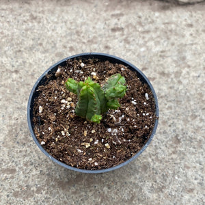 Ouvrir l&#39;image dans le diaporama, Euphorbia enopla f. caespitosa
