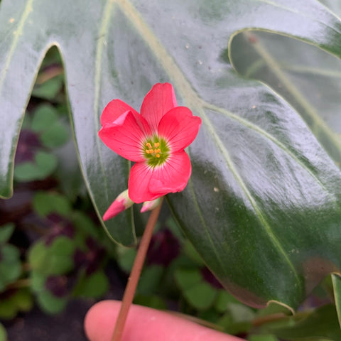 Oxalis 'Iron cross'