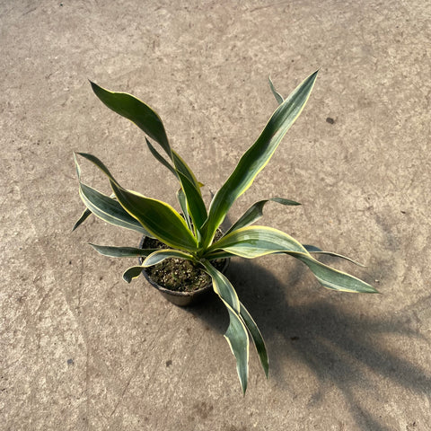 Pandanus veitchii f. variegata 