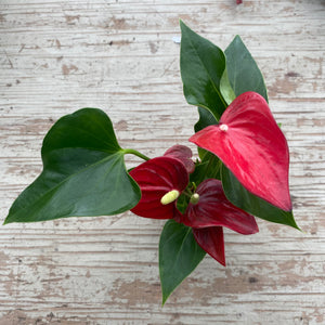 Ouvrir l&#39;image dans le diaporama, Anthurium andreanum &#39;Rouge&#39;
