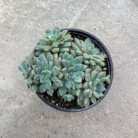 Echeveria subs. corymbosa