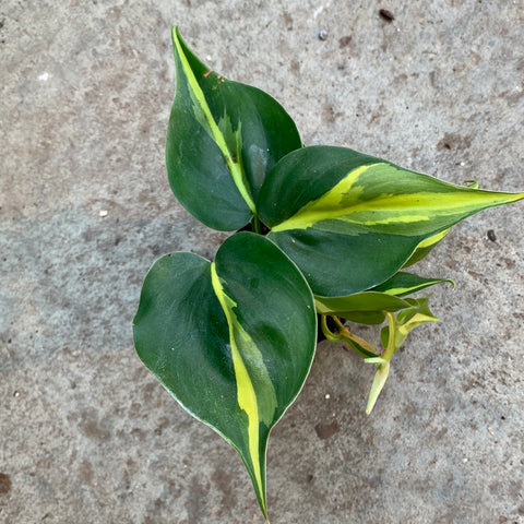 brasil vs rio philodendron Philodendron hederaceum 'Brasil' – Serres Lavoie