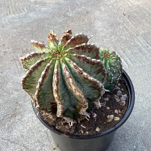 Euphorbia horrida old