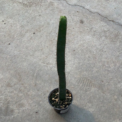 Euphorbia lyndenburgensis