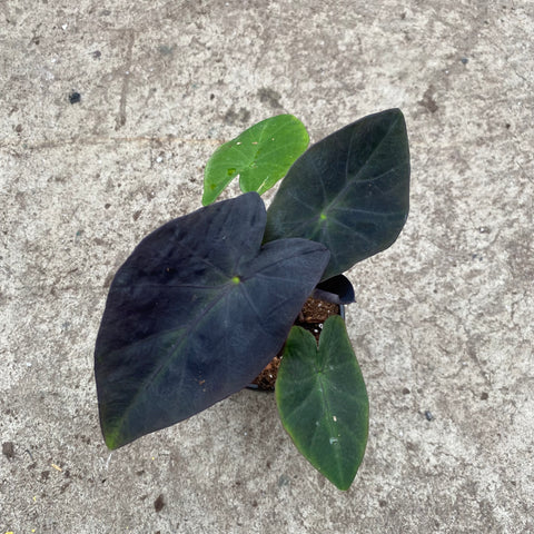 Colocasia esculenta 'Black beauty'