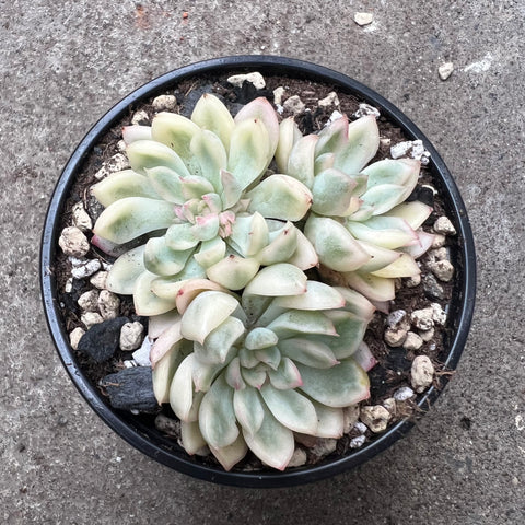 mebina succulent Echeveria 'Mebina' | Succulents