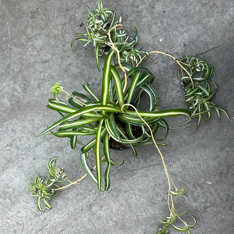 stolon chlorophytum Chlorophytum laxum 'Bonnie' – Serres Lavoie