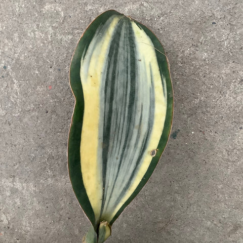 sansevieria masoniana variegated white Sansevieria masoniana f. white variegata – Serres Lavoie