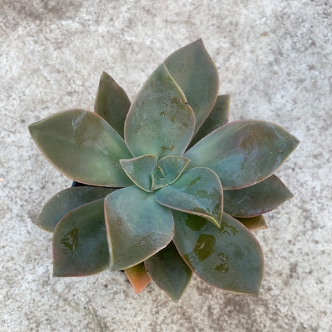 Graptoveria "Fred Ives" 