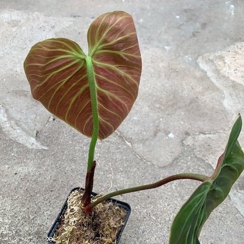 Philodendron luxurians x choco