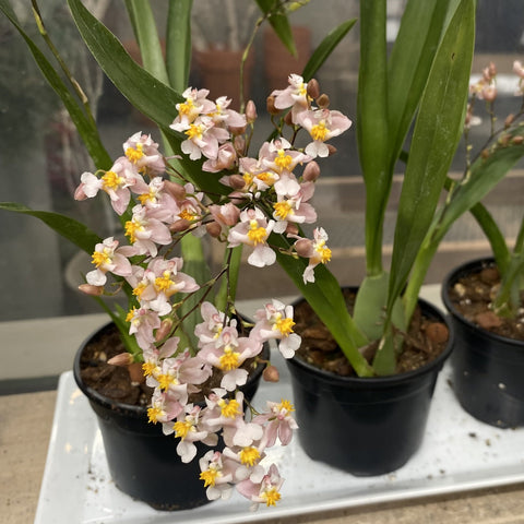 Oncidium misaki twinkle ´CT-White stong'