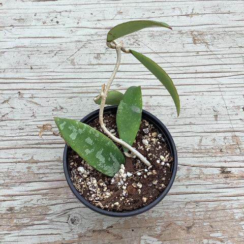 Hoya phuwuaensis 