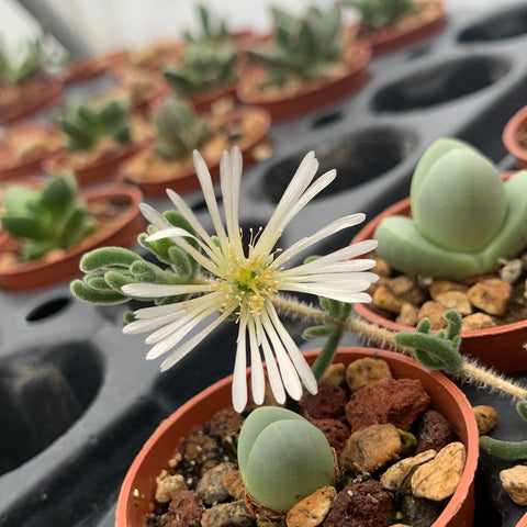 Drosanthemum eburneum