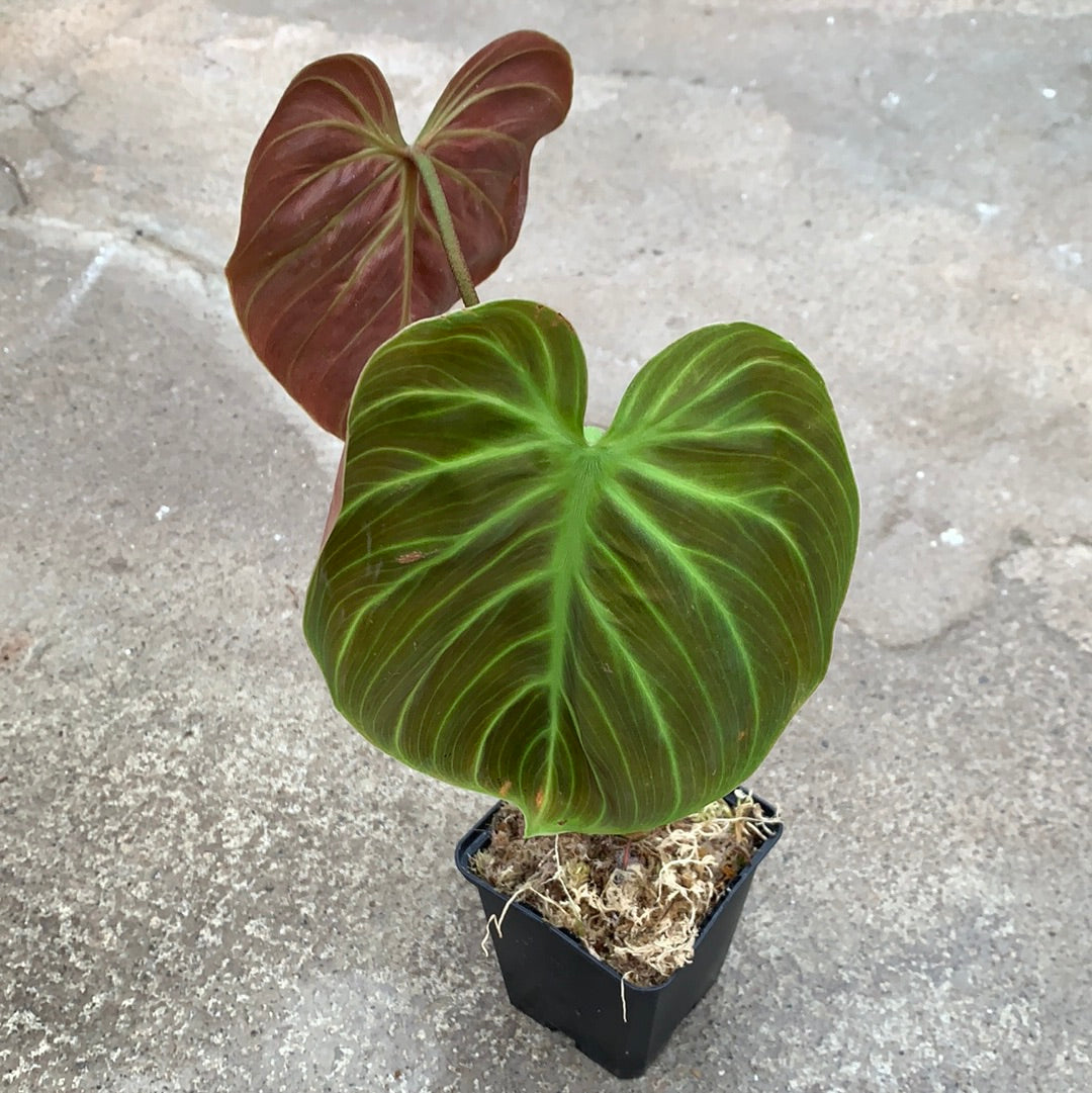 Philodendron luxurians x choco