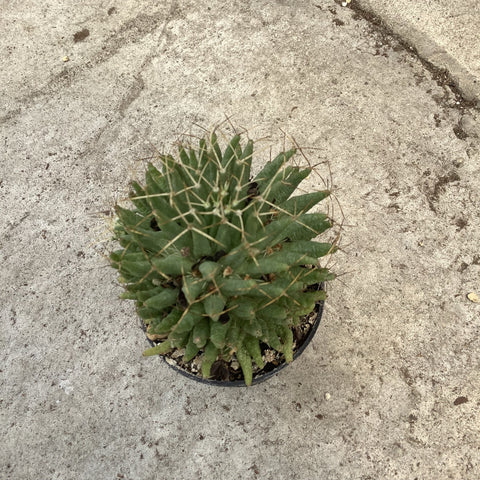 Dolichotele Longithele Cactus