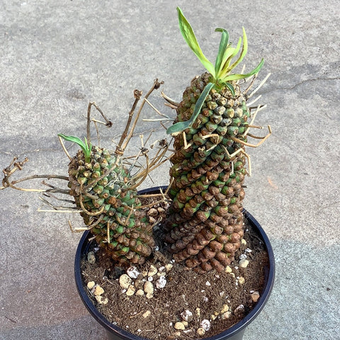 Euphorbia bulbalina