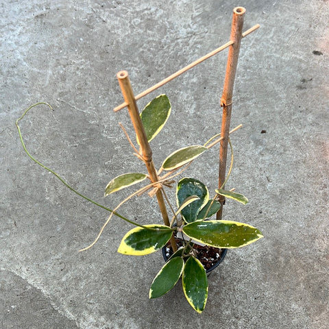 Hoya acuta albomarginata 