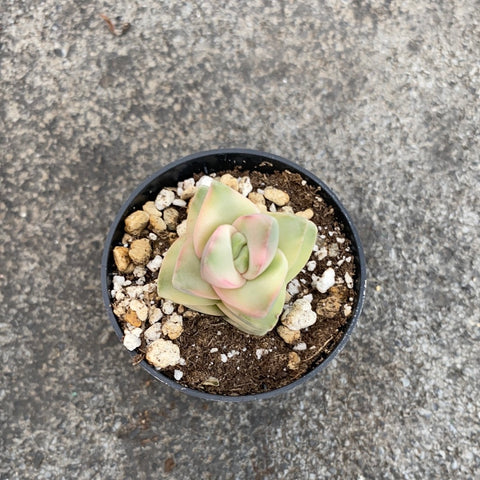 crassula moonglow succulent Crassula moonglow f. variegata – Serres Lavoie