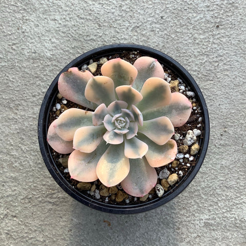 Echeveria agavoides 'Akaihosi' f. variegata