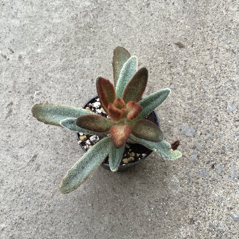 Kalanchoe Tomentosa Chocolate Soldier 2.5 Inches