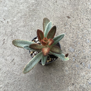 Open image in slideshow, Kalanchoe Tomentosa Chocolate Soldier 2.5 Inches

