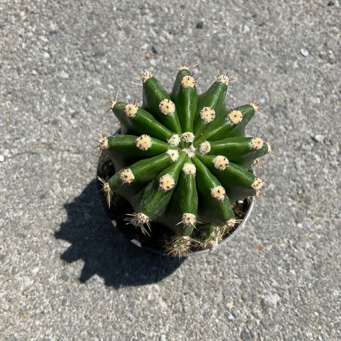 Echinopsis tubiflora