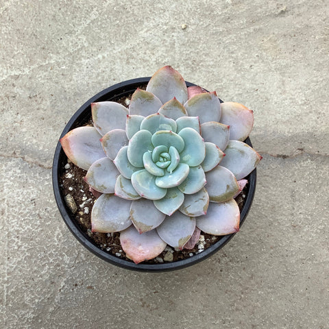 Echeveria 'Dusty rose'