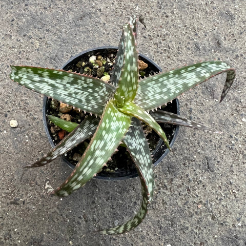 jurassic succulent Aloe cv. Jurassic spider | Succulents
