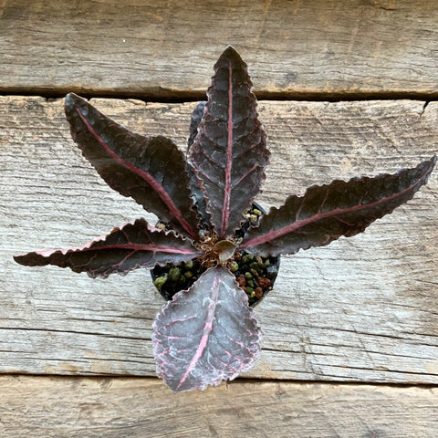 Euphorbia francoisii hybrid 