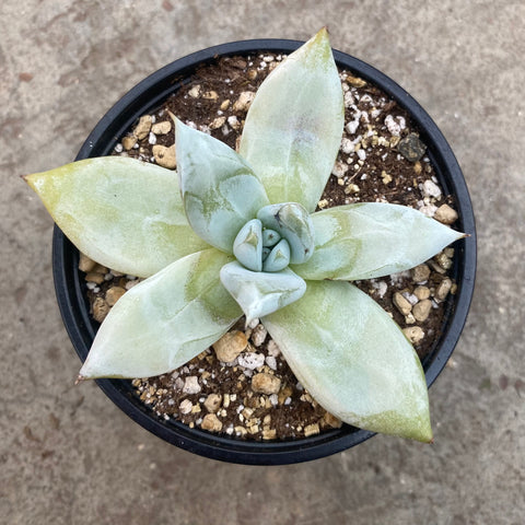 Echeveria 'Mexican giant'