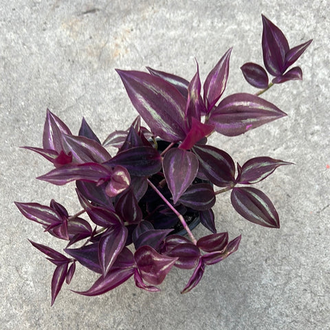 Tradescantia zebrina 'Deep purple' 
