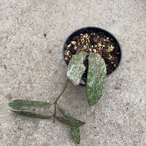 Hoya sigillatis