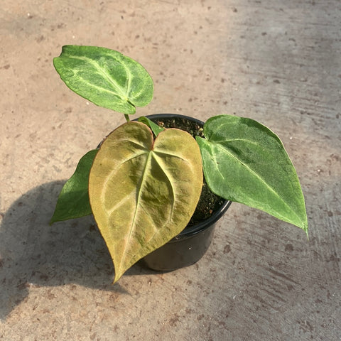 anthurium feuilles jaunes Anthurium magnificum | Tropicales