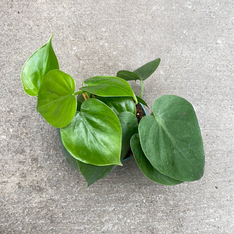 philodendron hederaceum entretien Philodendron hederaceum – Serres Lavoie