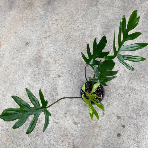 Philodendron Mayoi