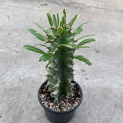 Euphorbia eritrea f. variegata