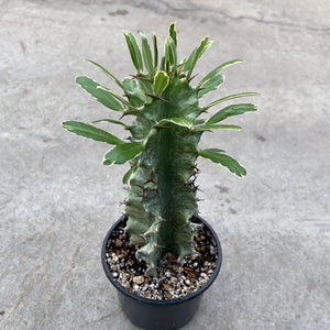 Open image in slideshow, Euphorbia eritrea f. variegata
