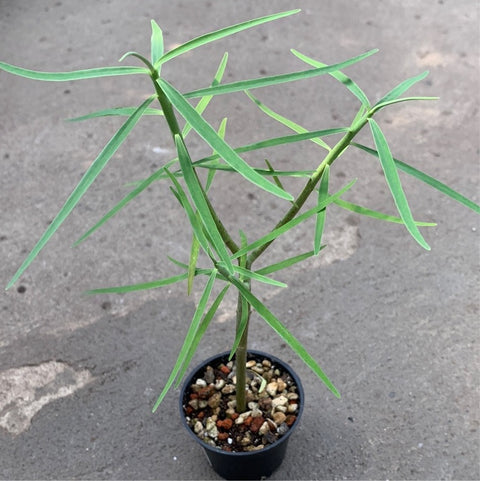 Euphorbia piscatoria 