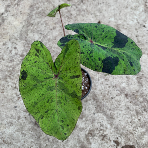 Colocasia esculenta 'Mojito'